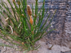 Equisetum bogotense