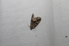 Protodeltote muscosula