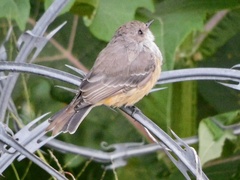 Pyrocephalus rubinus