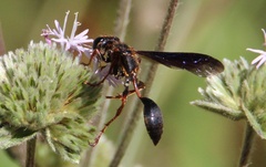 Isodontia exornata