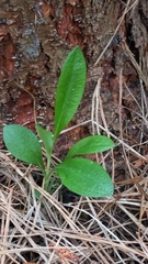 Pterostylis foliata