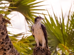 Aquila spilogaster