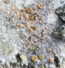 Caloplaca cerina
