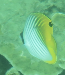 Chaetodon auriga
