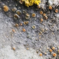 Caloplaca cerina