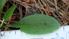 Pterostylis foliata