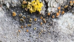 Caloplaca cerina