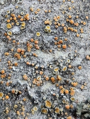 Caloplaca cerina