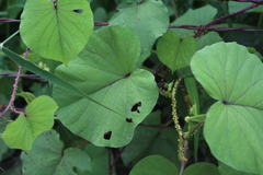 Ipomoea muricata