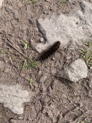 Spilosoma lubricipeda