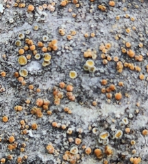 Caloplaca cerina