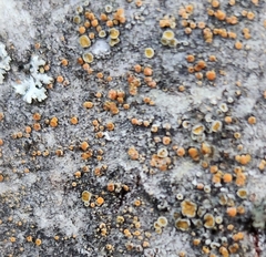 Caloplaca cerina