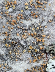 Caloplaca cerina