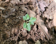 Sceptridium oneidense