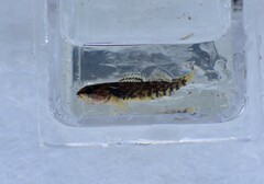 Etheostoma caeruleum