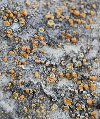 Caloplaca cerina