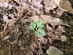 Sceptridium oneidense