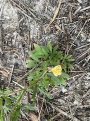 Oenothera laciniata