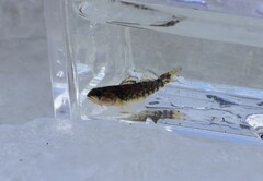 Etheostoma caeruleum