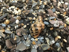 Muricidae
