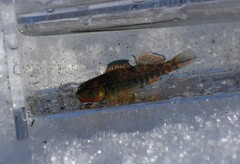 Etheostoma caeruleum