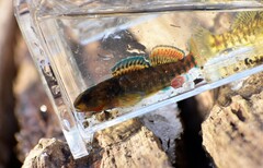 Etheostoma caeruleum
