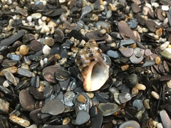 Muricidae