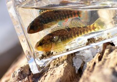 Etheostoma caeruleum