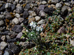 Johnstonella angustifolia