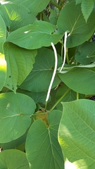 Piper auritum