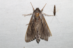 Lapara bombycoides