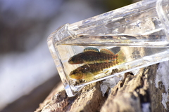 Etheostoma caeruleum