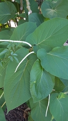 Piper auritum