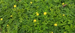 Arachis pintoi