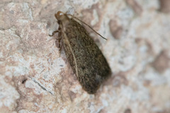Glyphidocera juniperella