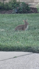 Sylvilagus floridanus