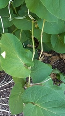 Piper auritum