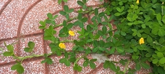 Arachis pintoi