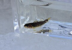 Etheostoma caeruleum