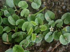 Dichondra micrantha