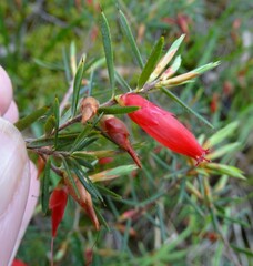 Stenanthera conostephioides