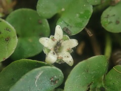Dichondra micrantha