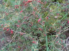 Stenanthera conostephioides