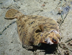 Pleuronichthys verticalis