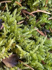 Brachythecium rivulare