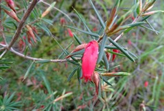 Stenanthera conostephioides