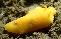 Baptodoris mimetica