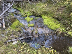 Brachythecium rivulare