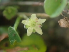 Dichondra micrantha
