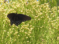 Limenitis arthemis arizonensis